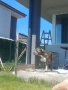 Питбул на 2 години., снимка 1