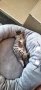 Подаряват се котенца, снимка 2