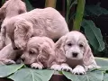Кокер шпаньолчета, снимка 2