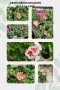 ОБИКНОВЕНО МУШКАТО ( Pelargonium ) – красиво, здраво и богато цъфтящо. Пазарджик , снимка 2