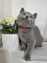 Клепоухи шотландски котета , снимка 5