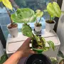 Добре вкоренена "Monstera Bulbasaur Variegata", снимка 3