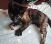 Бездомно женско коте, снимка 2