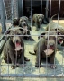 ТОП Американско були хл American bully xl ABKC, снимка 1