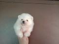 Бели Померани. Различни възрасти! , снимка 2