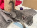 Британски късокосмести котенца, снимка 8