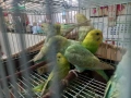Продавам вълнисти папагали, снимка 5