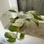 Epipremnum Pinatum Marble, снимка 1
