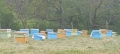 Продавам пчелни кошери с пчели и магазини – 30 бр., снимка 1