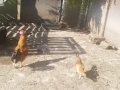 Продавам пилета от декоративна кокошка, снимка 3