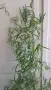 Аспарагус фалкатус, голям горски аспарагус, Asparagus falcatus, снимка 2