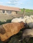продавам коч и овца за клане, снимка 7