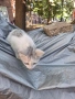 малко коте улична порода, снимка 1