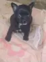 Чихуахуа момиче , снимка 3