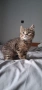 Британски Котки, снимка 7