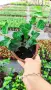Обикновен бръшлян (hedera helix), студоустойчив, снимка 6