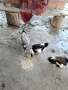Свободни патици Враца, Мездра , снимка 6