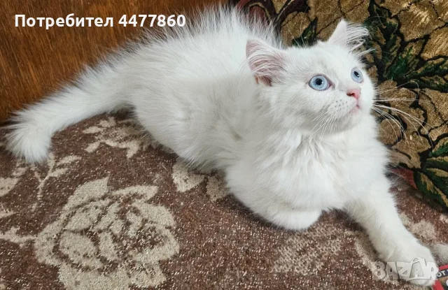 Персийски котенца , снимка 6 - Персийска - 55637813