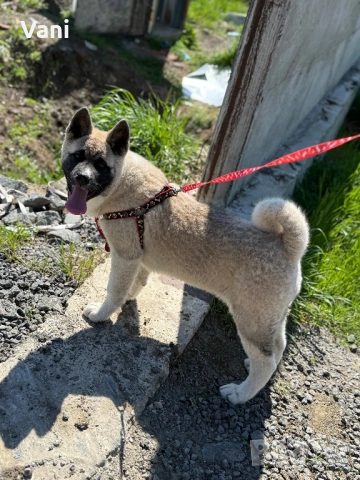 Американска акита кученце, снимка 4 - Акита - 53021892