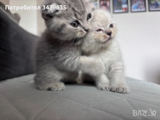 Шотландски/ британски котета , снимка 3 - Други - 54579117