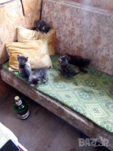 Продавам полуперсичета бебета Варна , снимка 5 - Персийска - 54403887