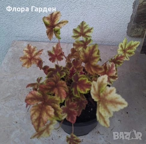 Хойхера, Хойхерела, Тиарела, снимка 9 - Градински цветя и растения - 55001292