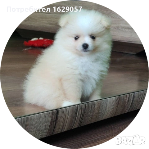 Померан /Мини померан , снимка 2 - Померан - 54601293