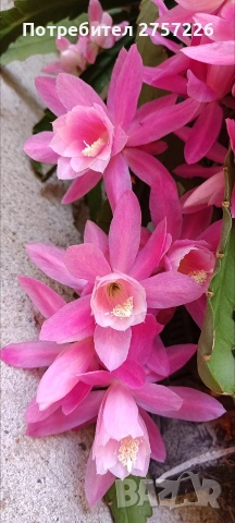 Epiphillym phyllanthoides