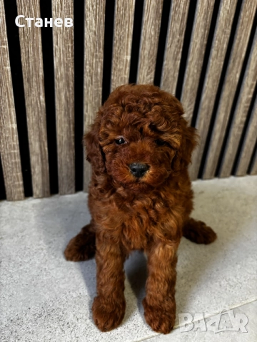 Мини Пудели / Mini Poodles