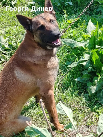 Мъжко на година !!! , снимка 2 - Белгийска овчарка - 54108329