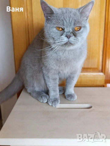 Британска котка