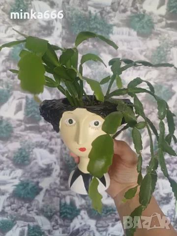 Коледниче в красива кашпа