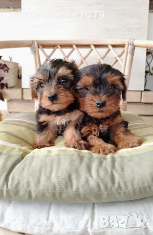 Йоркширски териер , снимка 2 - Йоркширски териер - 54262581