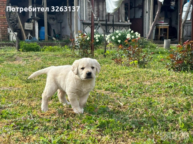 лабрадор , снимка 2 - Лабрадор ретривър - 54209573