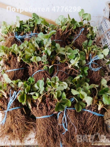 Разсад малини и ягоди, снимка 2 - Разсади - 53960729