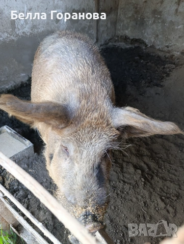 Продавам нерез