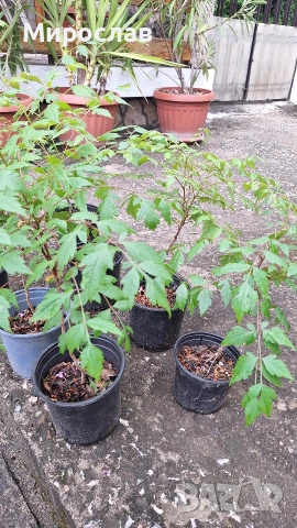 Продавам декоративно растение Китайски мехурник (Koelreuteria paniculata), снимка 4 - Градински цветя и растения - 51422603