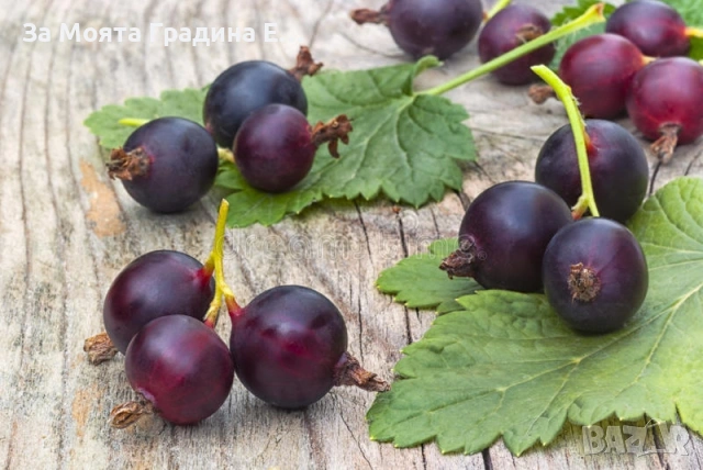 Йоща - хибрид между касис и цариградско грозде 