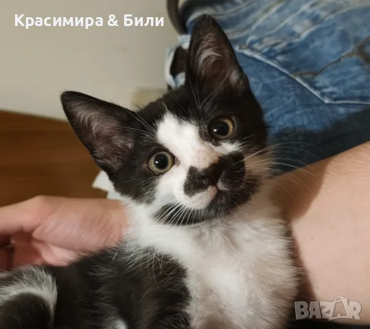 Това котараче чака своето семейство