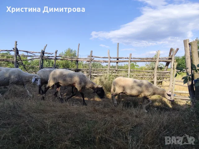 Продавам малко стадо овце, снимка 7 - Овце - 55448834