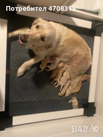 Голдън ретривър игрив мъник , снимка 8 - Голдън ретривър - 54173947