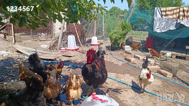 Млади петли различни породи, петел, катунски, легхорн, амераукана, снимка 3 - Кокошки и пуйки - 55338442