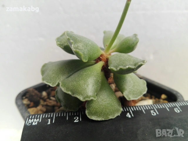 Адромисхус (Adromischus cristatus)