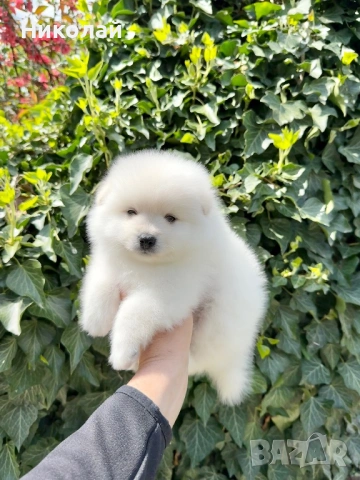 Померан момче. Померанче, снимка 4 - Померан - 54252969