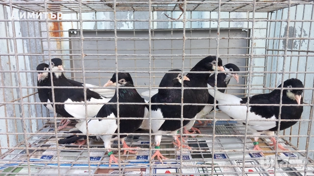 Продавам гълъби Ямболски Акмани 