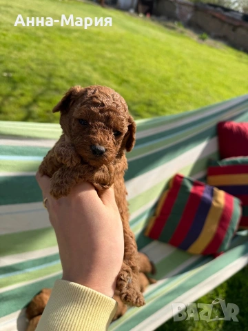 Той пудел момченце и момиченца, снимка 6 - Пудели - 54179965