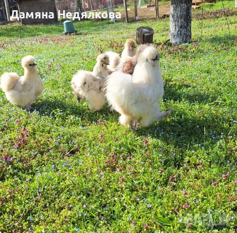 яйца от австралорп и копринка , снимка 6 - Кокошки и пуйки - 54190450