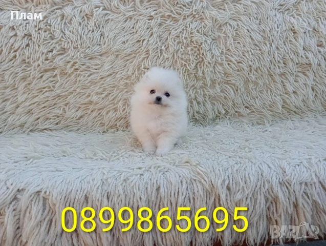 Мъжки и женски Померани.Реални снимки от 06.04.26 г., снимка 3 - Померан - 54105762