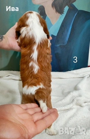 кавалер кинг чарлз шпаньол, снимка 11 - Кавалер кинг чарлз шпаньол - 52039746