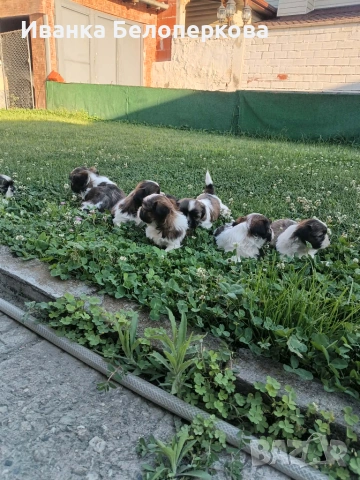 Продавам кученца ши тцу